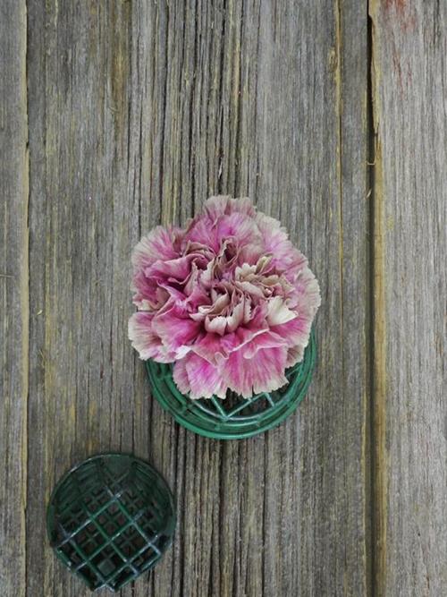 ANTIQUA BI-COLOR LAVENDER/CREAM CARNATIONS